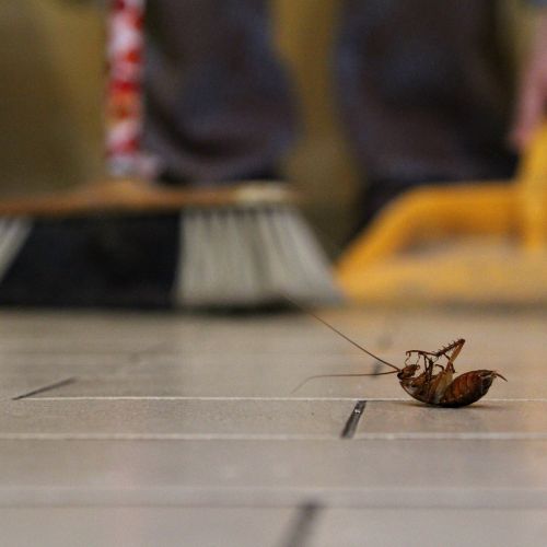 No Time Nusible 3D société anti cafard entreprise de dératisation désinfection désinsectisation nettoyage Versailles Yvelines Ile-de-France rat souris frelon asiatique abeille nuisible mulot moustique guêpe fourmis cafards taupes